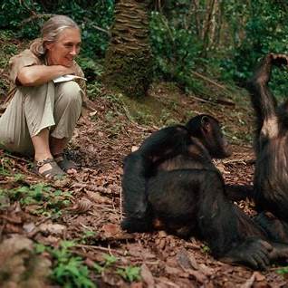 <b>Jane Goodall, Legend of Primatology, Dies at 91    </b>
